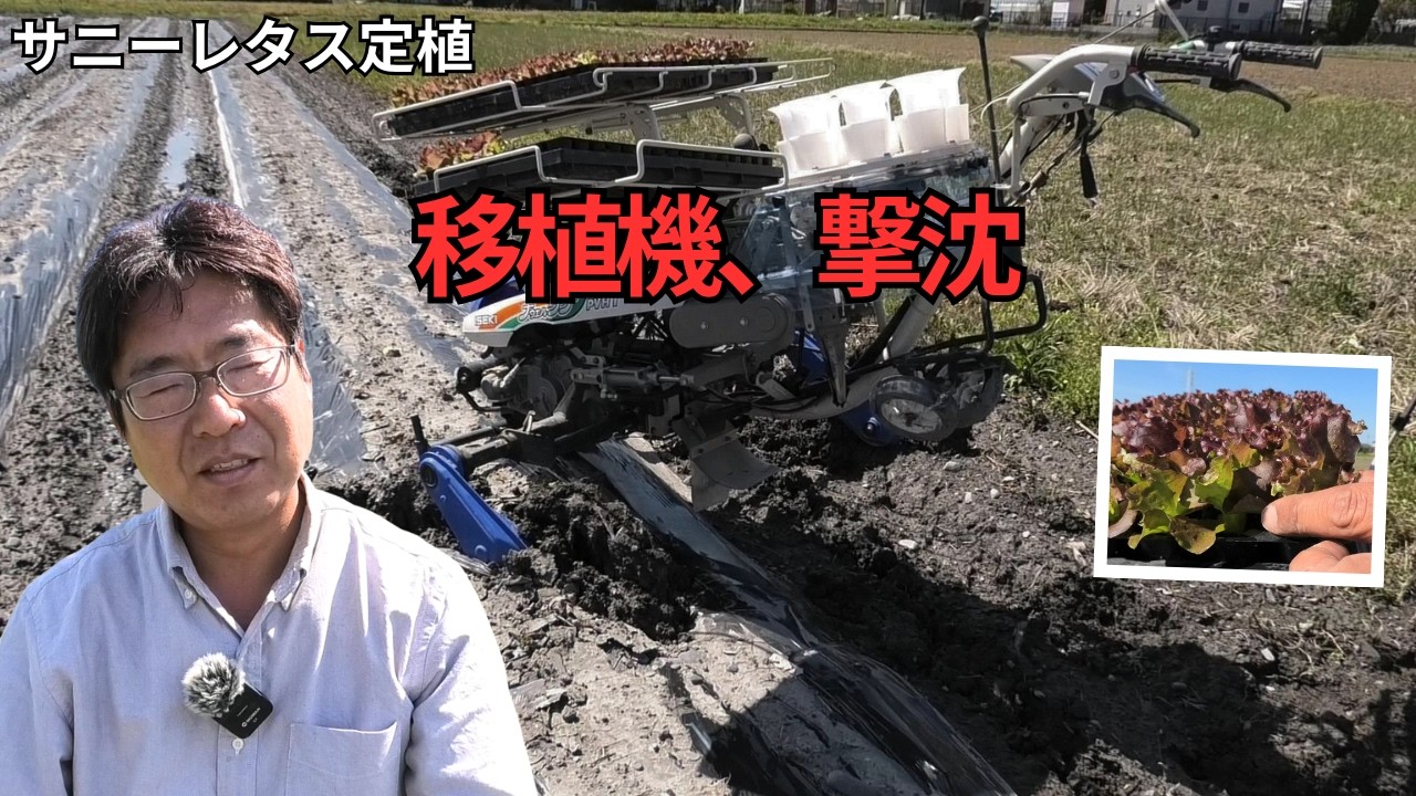 雨上がりの畑で地獄&hellip;サニーレタス定植が大失敗しました（2026.4.3）