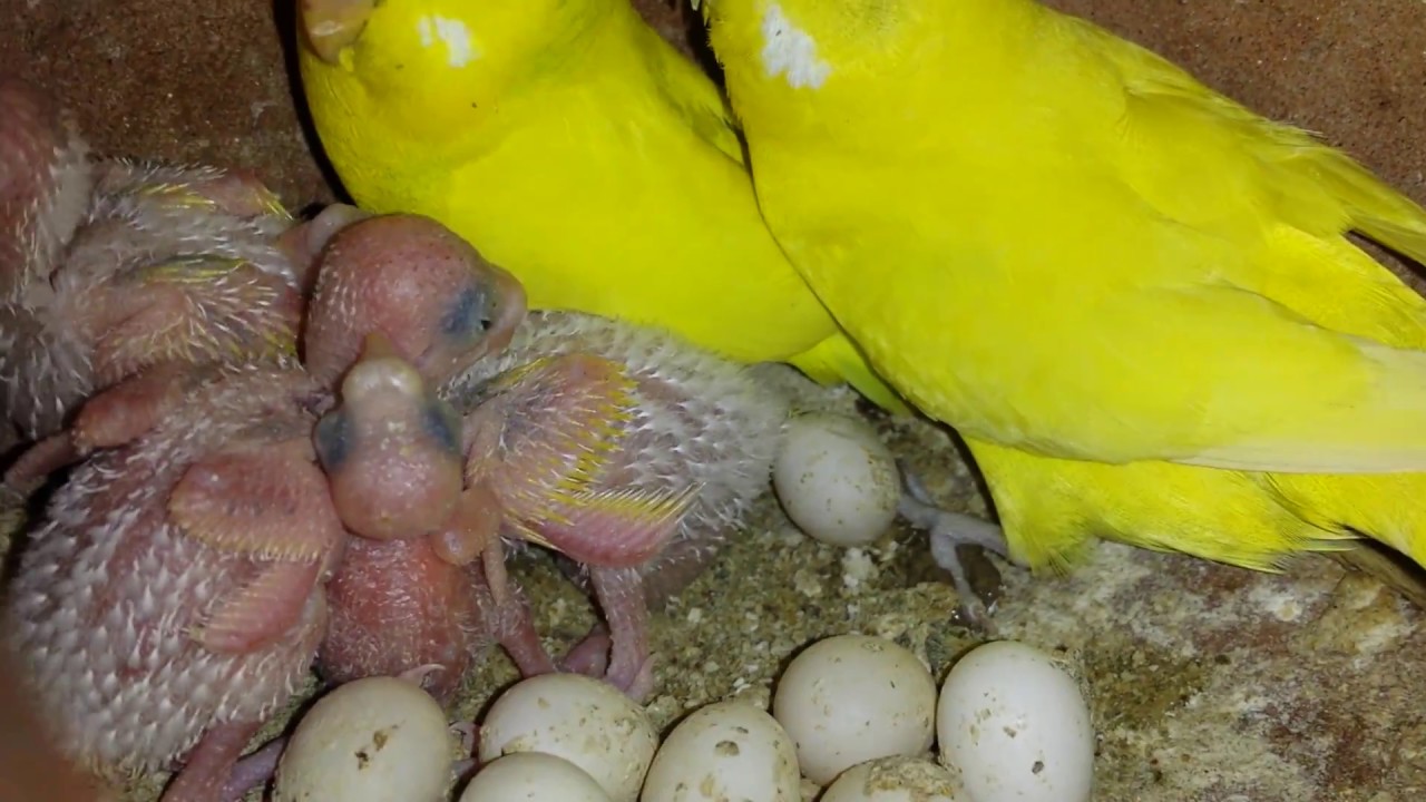 Budgies parrots cages overall very good progress in Urdu./Hindi.