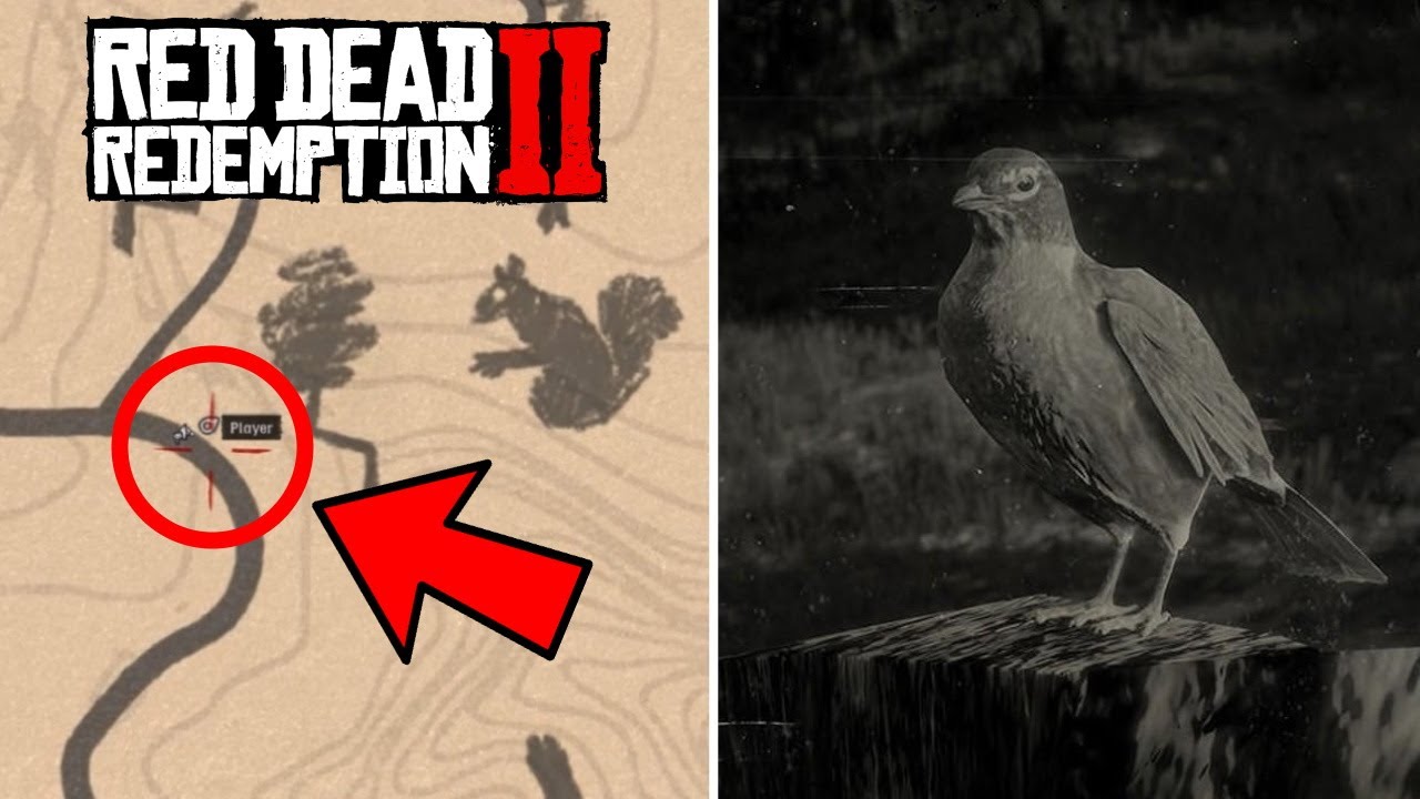 ЛУЧШЕЕ МЕСТО ДЛЯ Американского Робина в Red Dead 2
