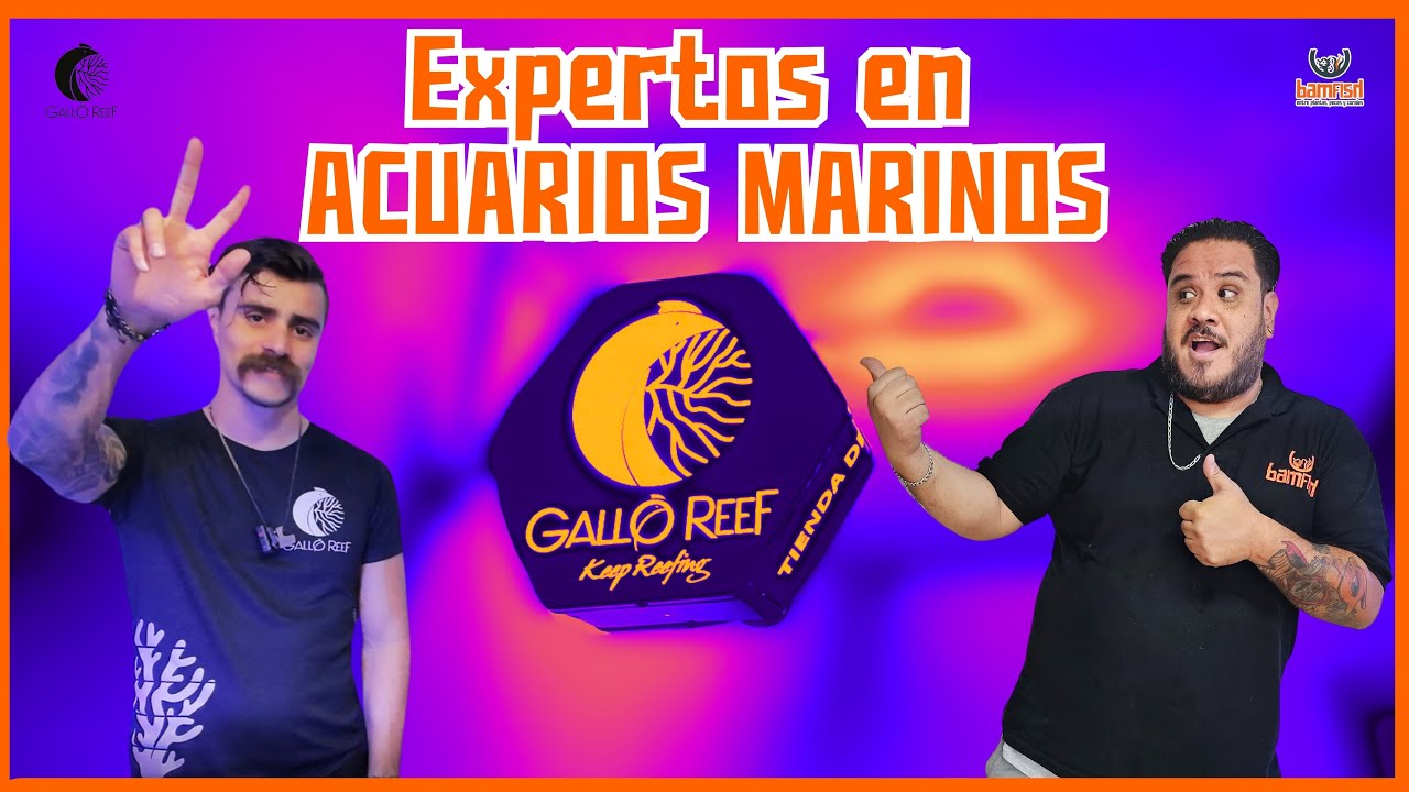 Los Expertos en ACUARIOS MARINOS | Acuario Gallo Reef