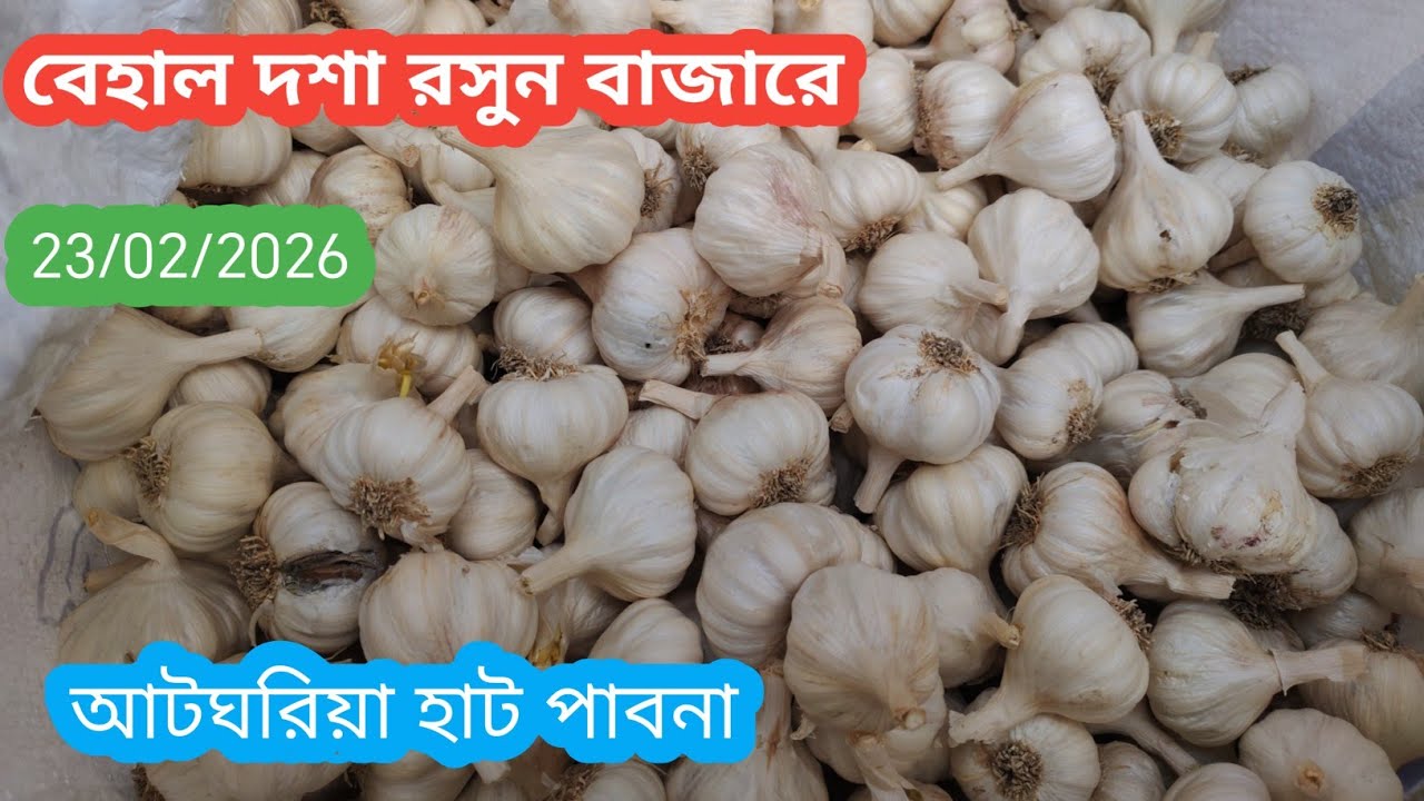 23 February 2026 বেহাল দশা। আজকের রসুনের বাজার দামে। Garlic market price rate today 