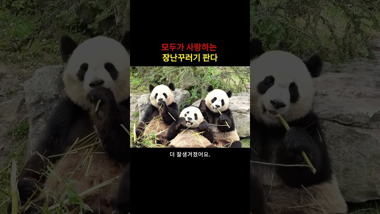 모두가 사랑하는 장난꾸러기 판다 #판다귀여움 #판다일상 #판다영상 #판다장난꾸러기 #판다사랑