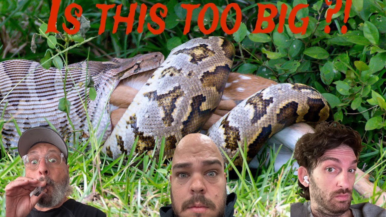 Are you feeding your retic correctly? (Episode 5)