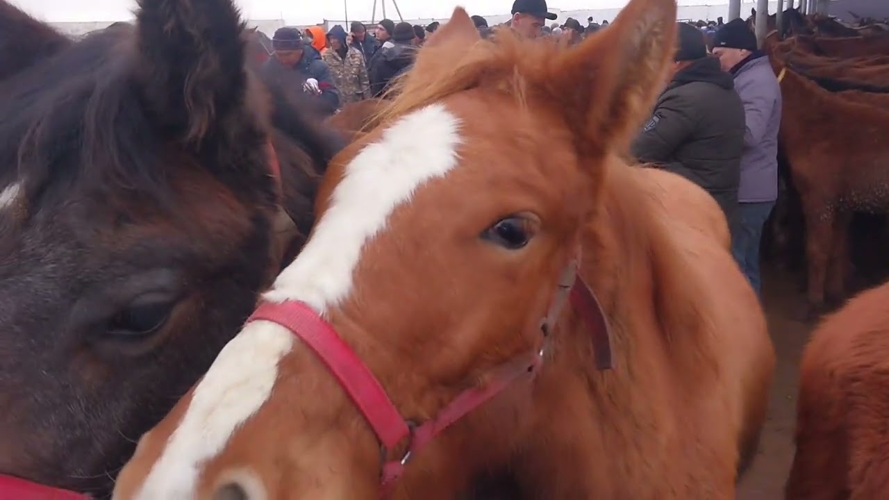 Бүгінгі Тараз базарына Жорға келді 🐎🐴