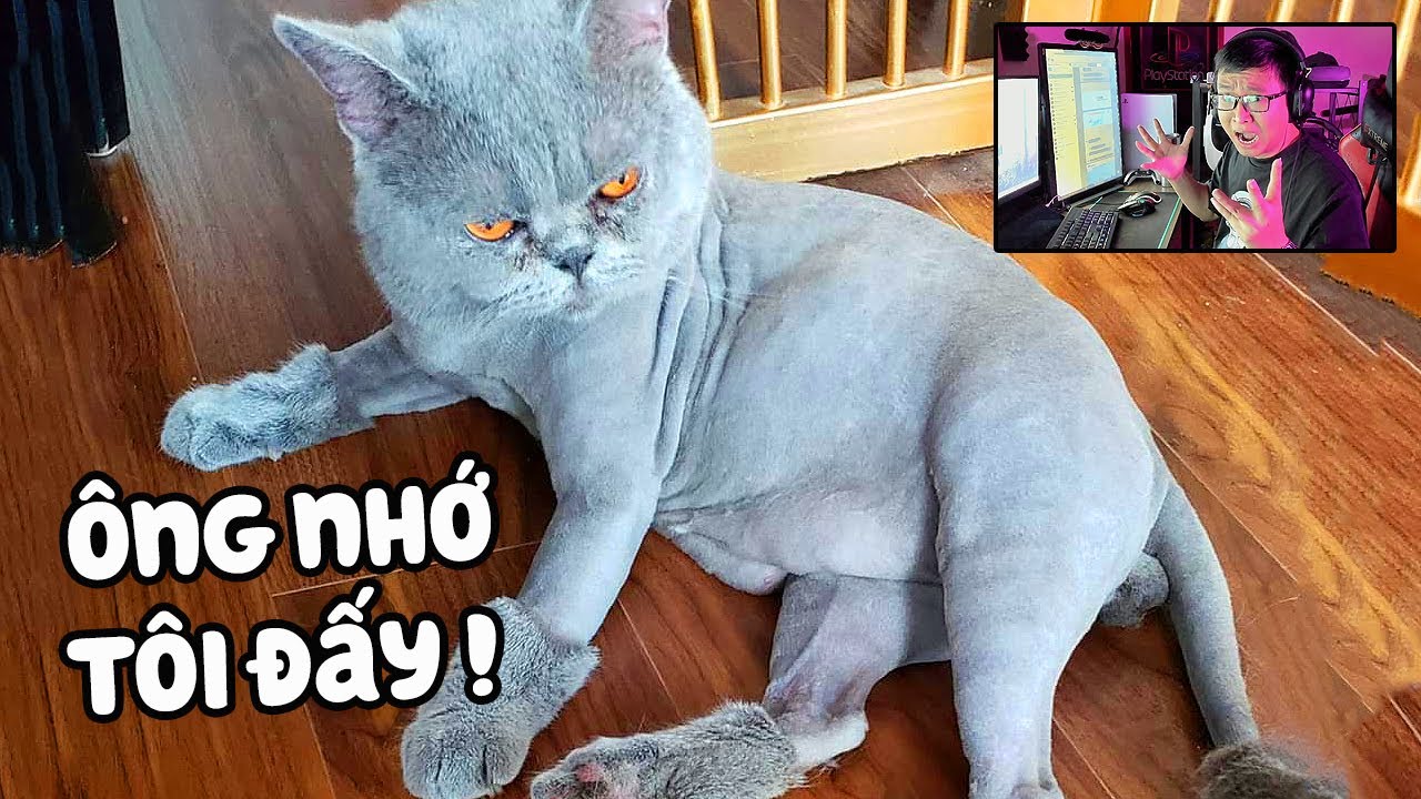BOSS MÈO NHÀ TÔI ỐM NẶNG THẾ NÀO & TÔI HẦU NÓ RA SAO =))) - CHUYỆN ĐÊM MUỘN