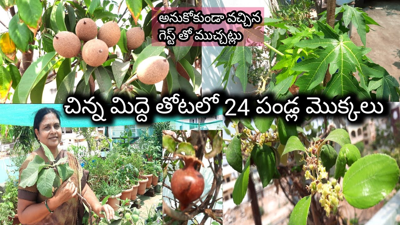 fruit plants in  midde thota | how to grow fruit plants in midde thota | fruit plant at roof garden.