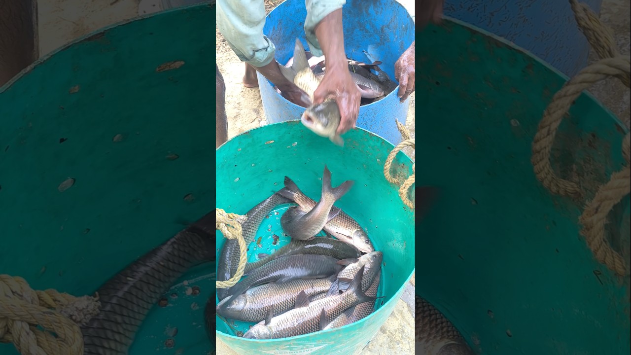 fresh rohu fish harvesting 