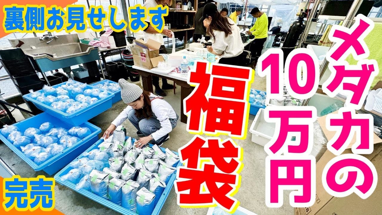【めだか】10万円福袋の裏側すべて見せます（全国有名メダカ作出者のメダカ福袋は想像以上の内容だった！2024年完売）