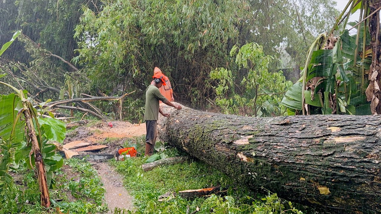 Cutting down a big tree in the rain!