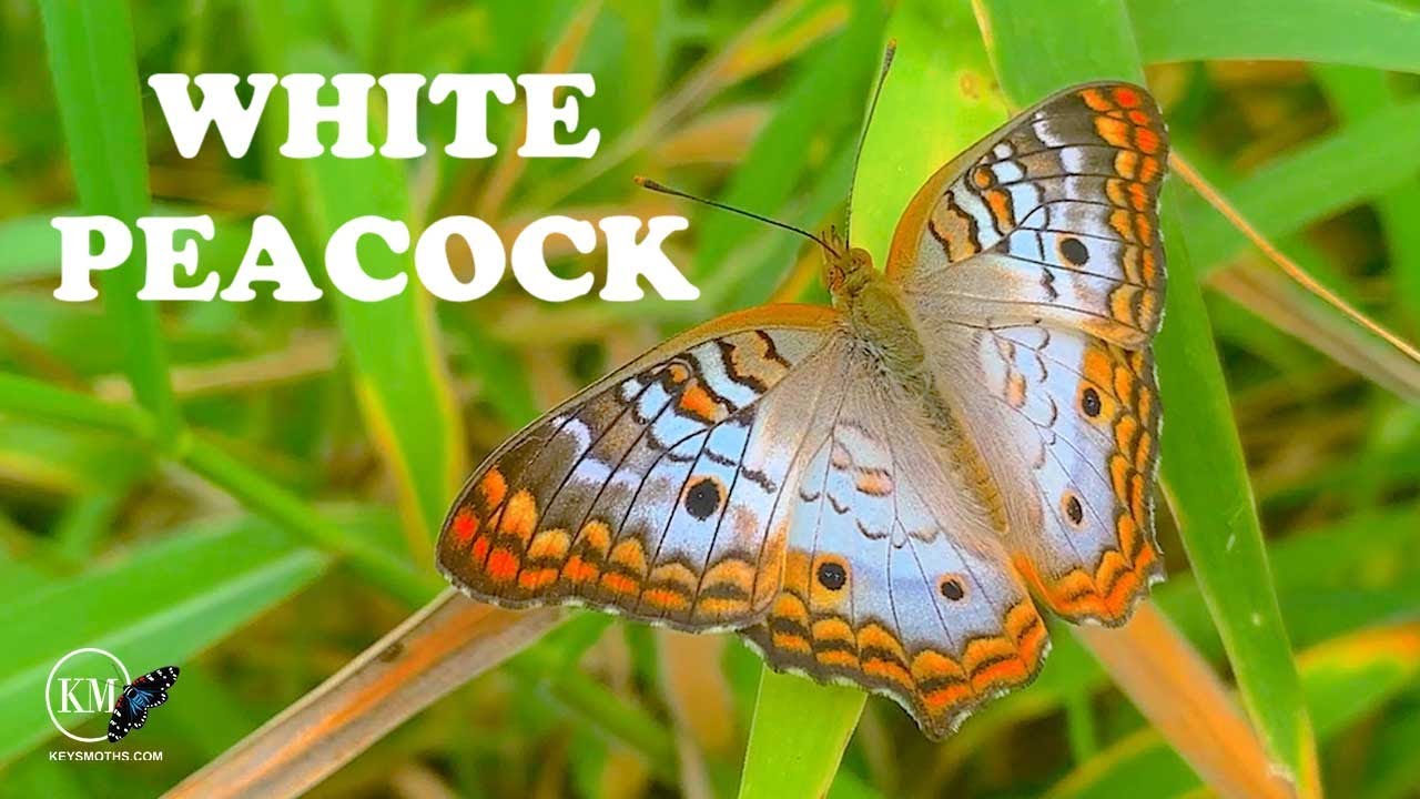 WATER BUTTERFLIES OF SOUTH FLORIDA - WHITE PEACOCK BUTTERFLY LIFE CYCLE