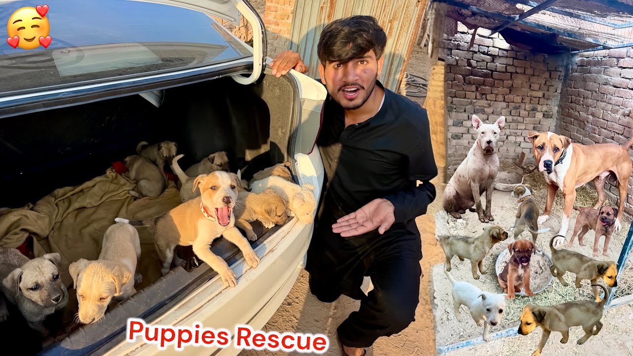 SAB PUPPIES🐶 KO RESCUE KARKY PET HOUSE MIAN LY AYE 😍
