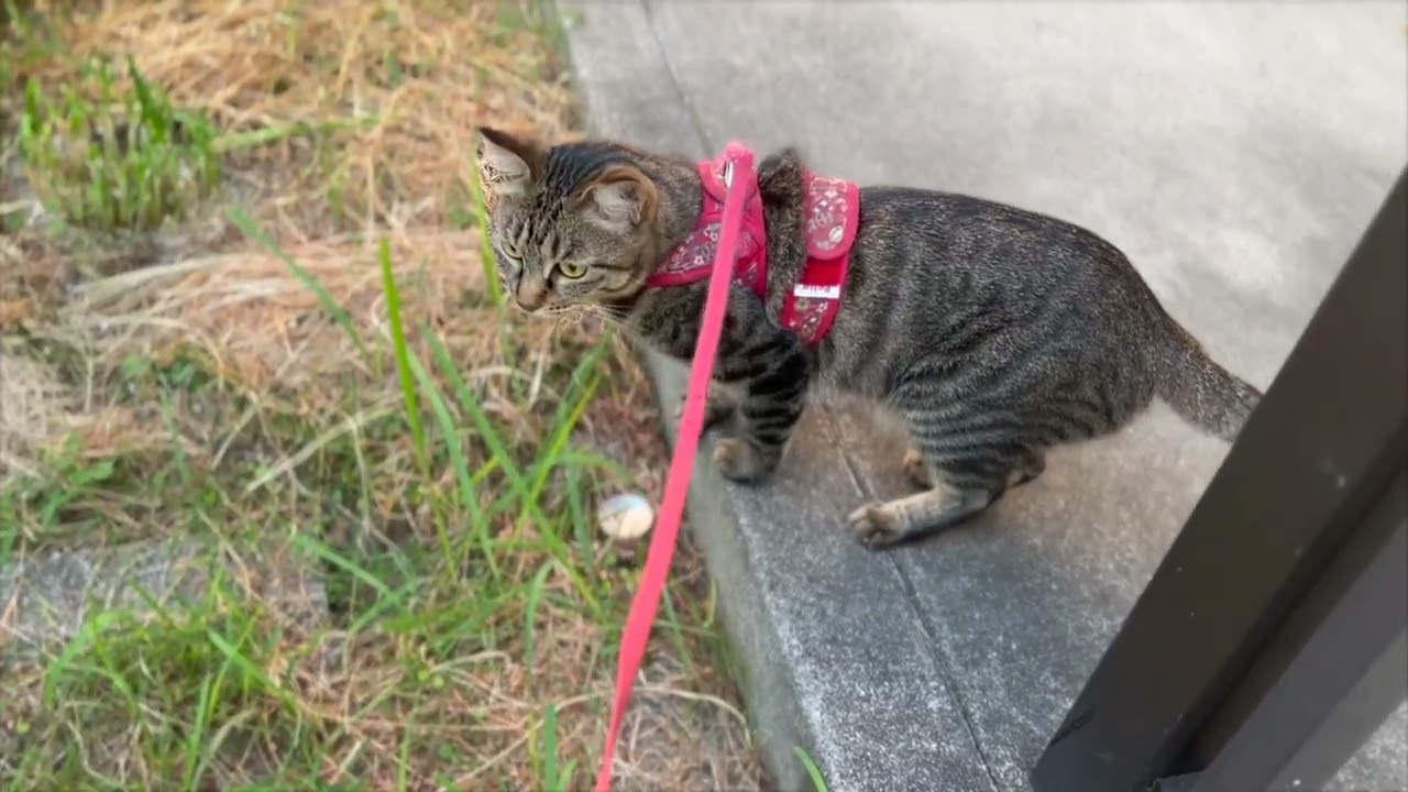 Apparently he allows me to do early morning patrols 20240804