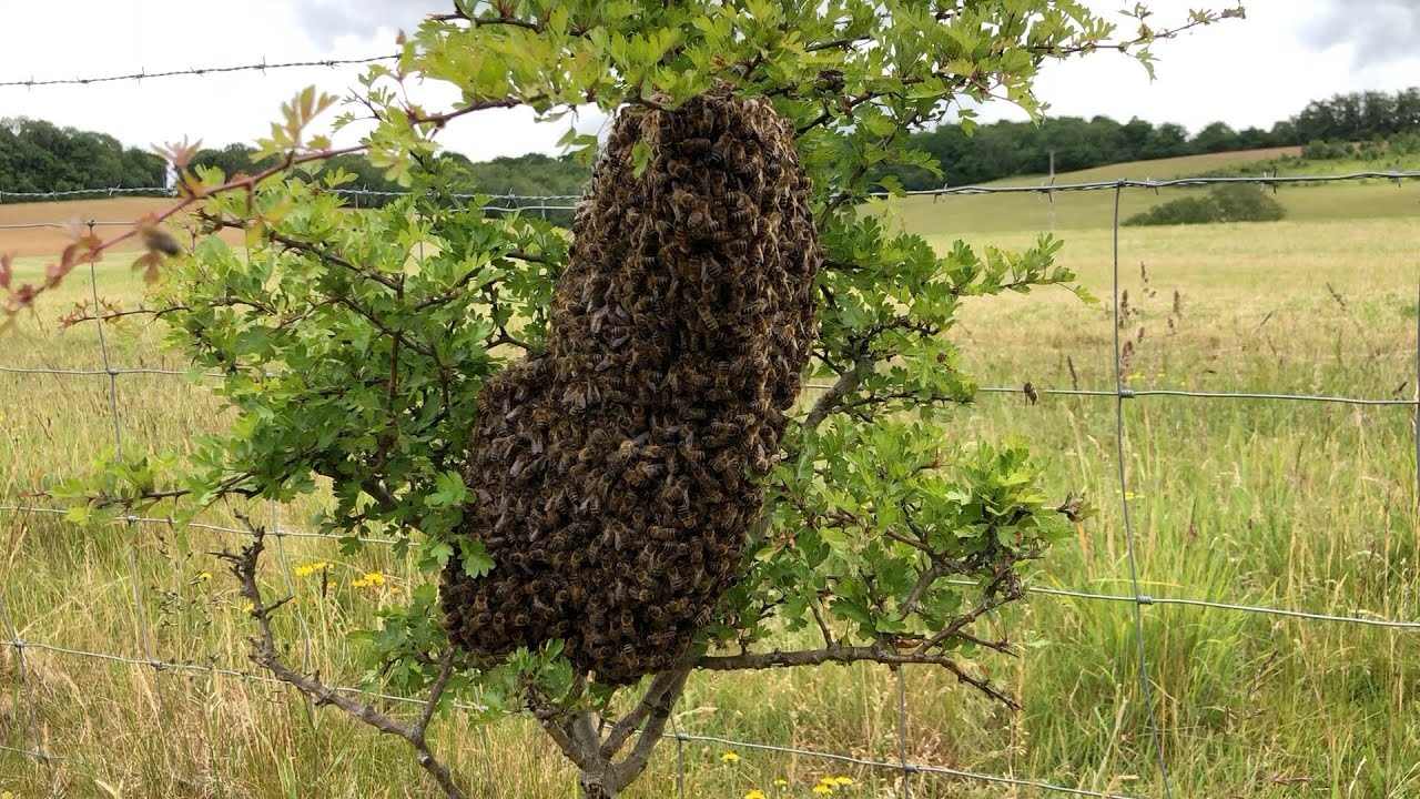Как поймать и вернуть рой пчёл в дом с помощью Cotswold Bees