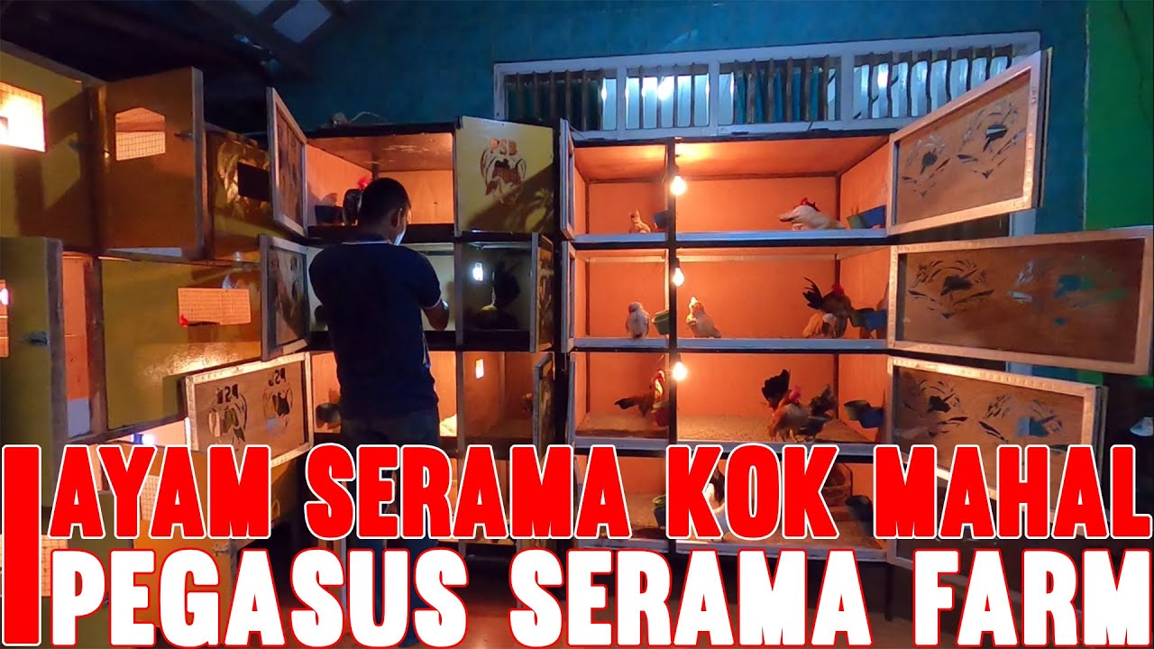 AYAM SERAMA KOK MAHAL,PEGASUS SERAMA FARM BEKASI