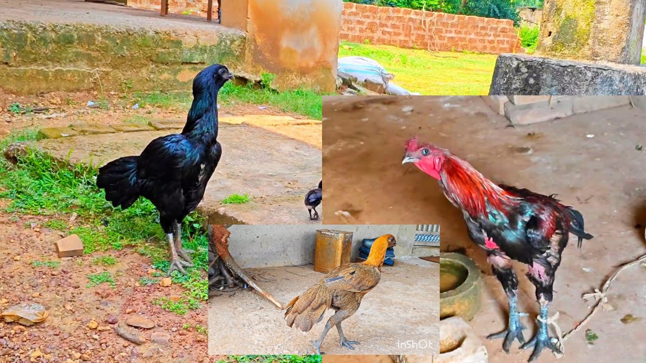 Black skin assel kukuda farm feeding details 