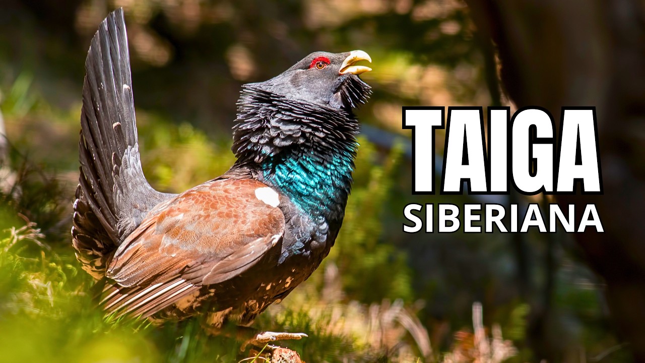 TAIGA SIBERIANA | O Gigante Gelado da Rússia - Documentário