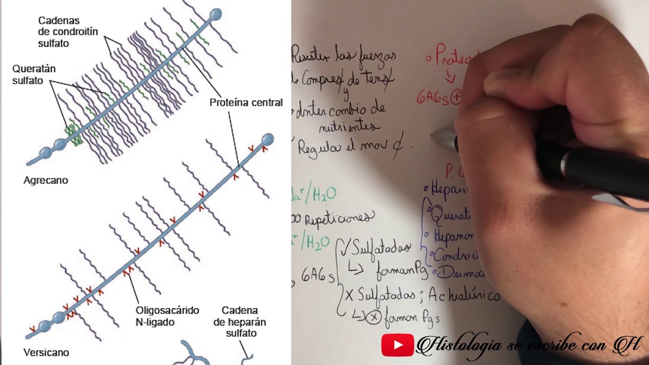 Matriz Extracelular