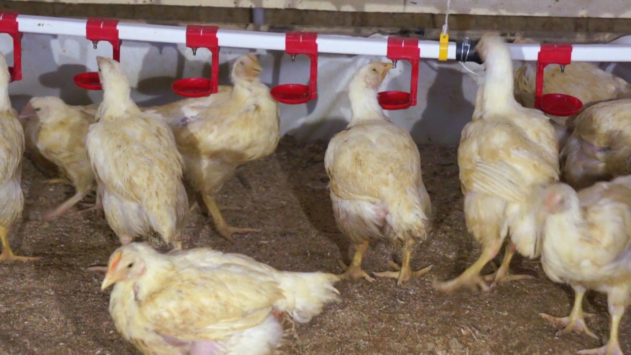 Внимание - Влажность подстилки!