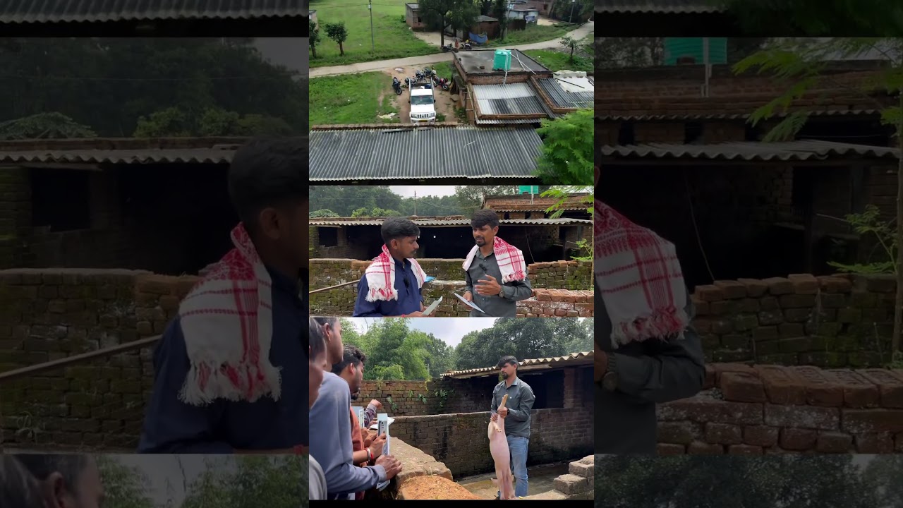 PIG FARM TRAINING 🐖 PIGS FARMING TRAINING IN JHARKHAND🐷 #yuvafarming #pigfarm