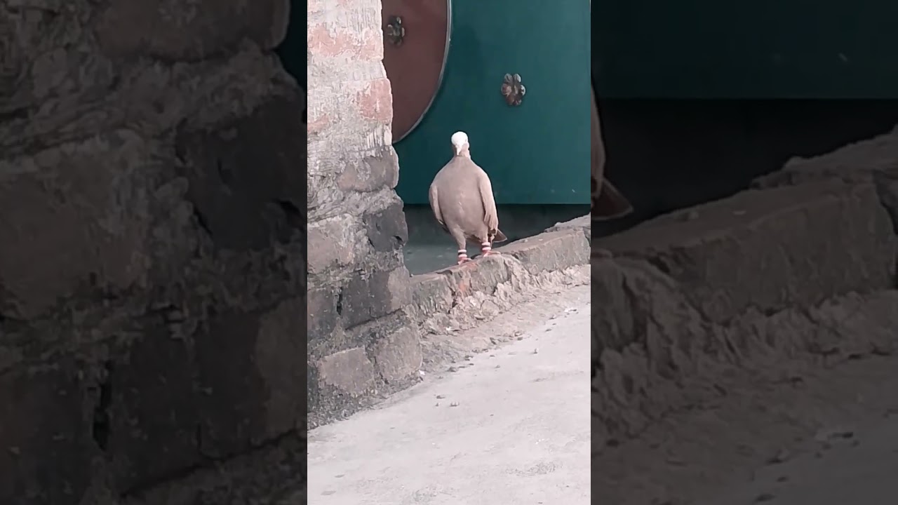 #shortstrends#pigeonreels#pigeonshorts#pigeonviral#pigronviralreels#shortsviral#kabutar#birds