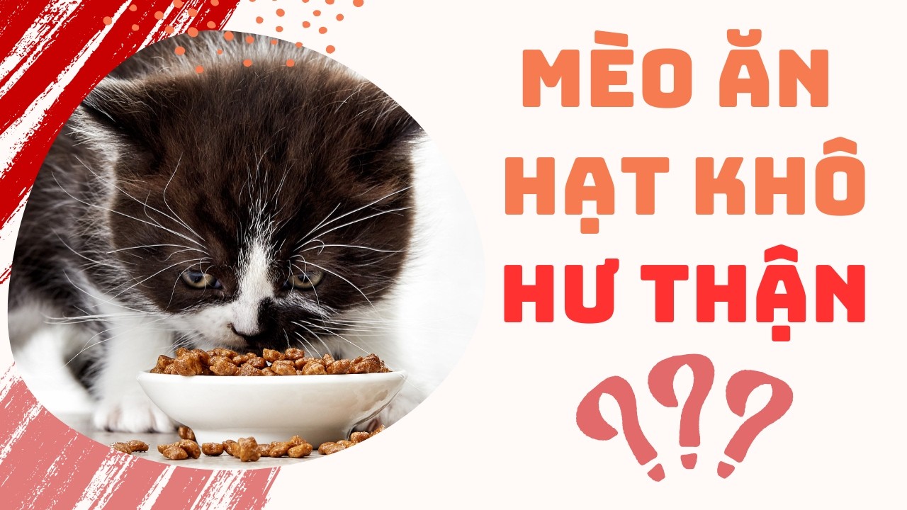 Thức Ăn Hạt Cho Mèo Hay Cú Lừa Từ Nhà Sản Xuất | Bác Sĩ Trung