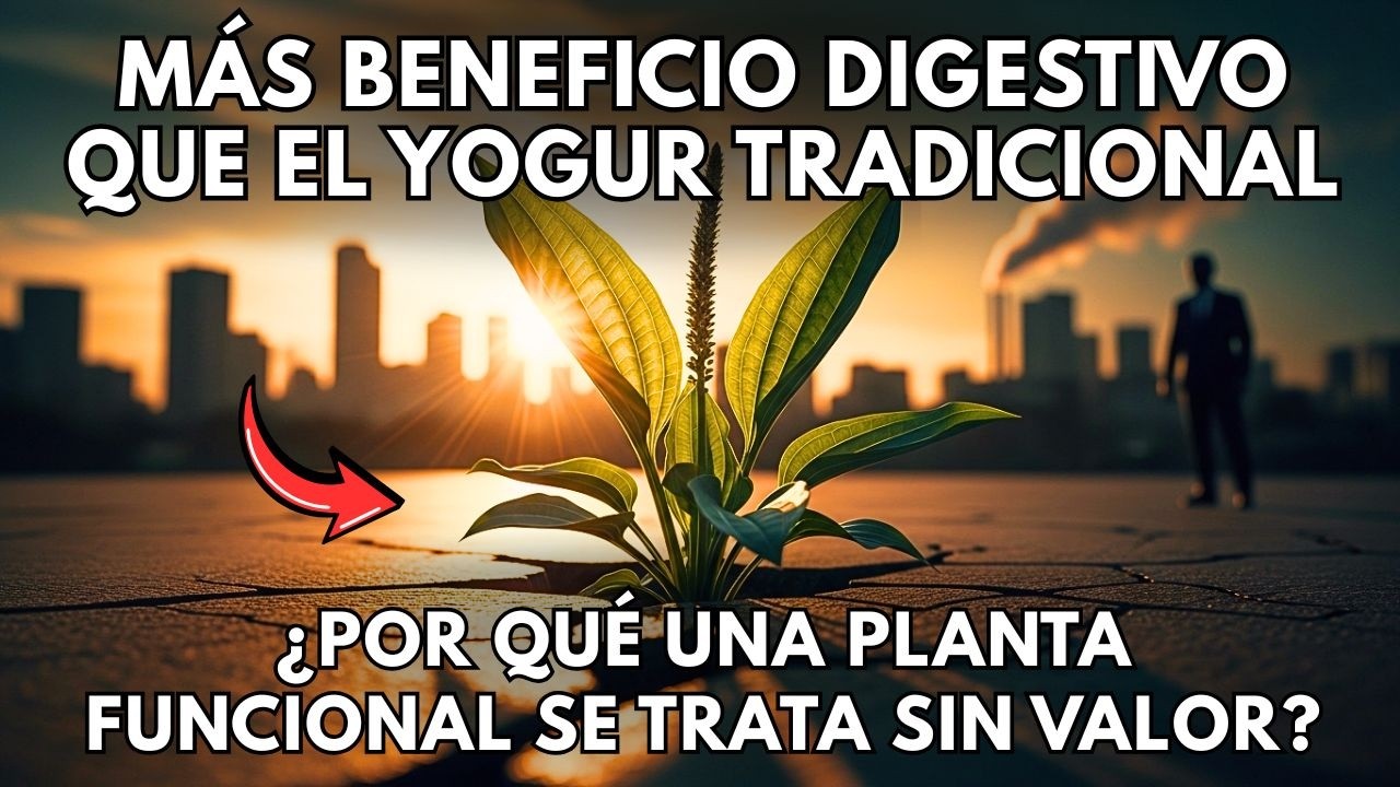 M&aacute;s Beneficio Digestivo Que El Yogur, Tradicional. &iquest;Por Qu&eacute; Una Planta Funcional Se Trata Sin Valor?
