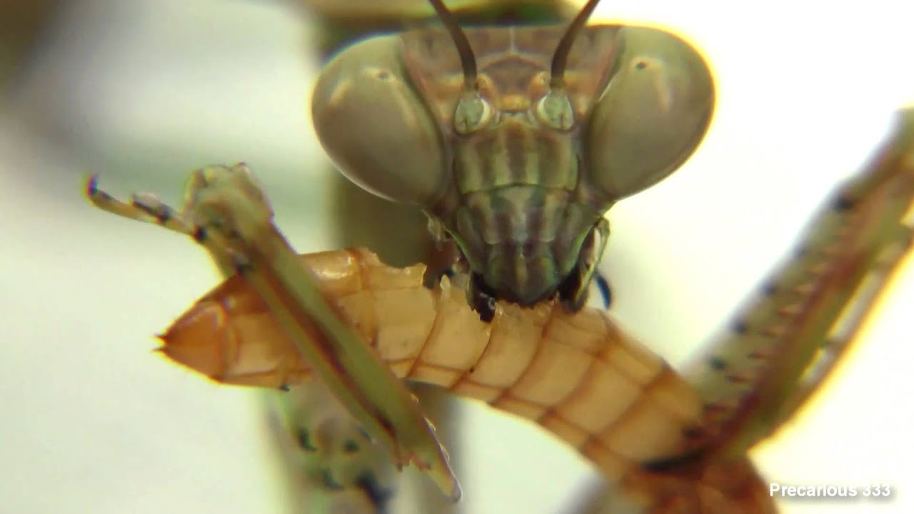 Mega Mantis L7 Eats Meal Worm