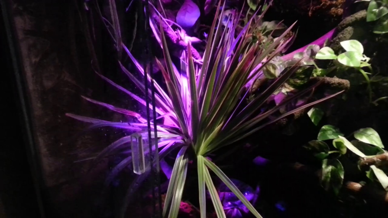corallus hortulanus vivarium