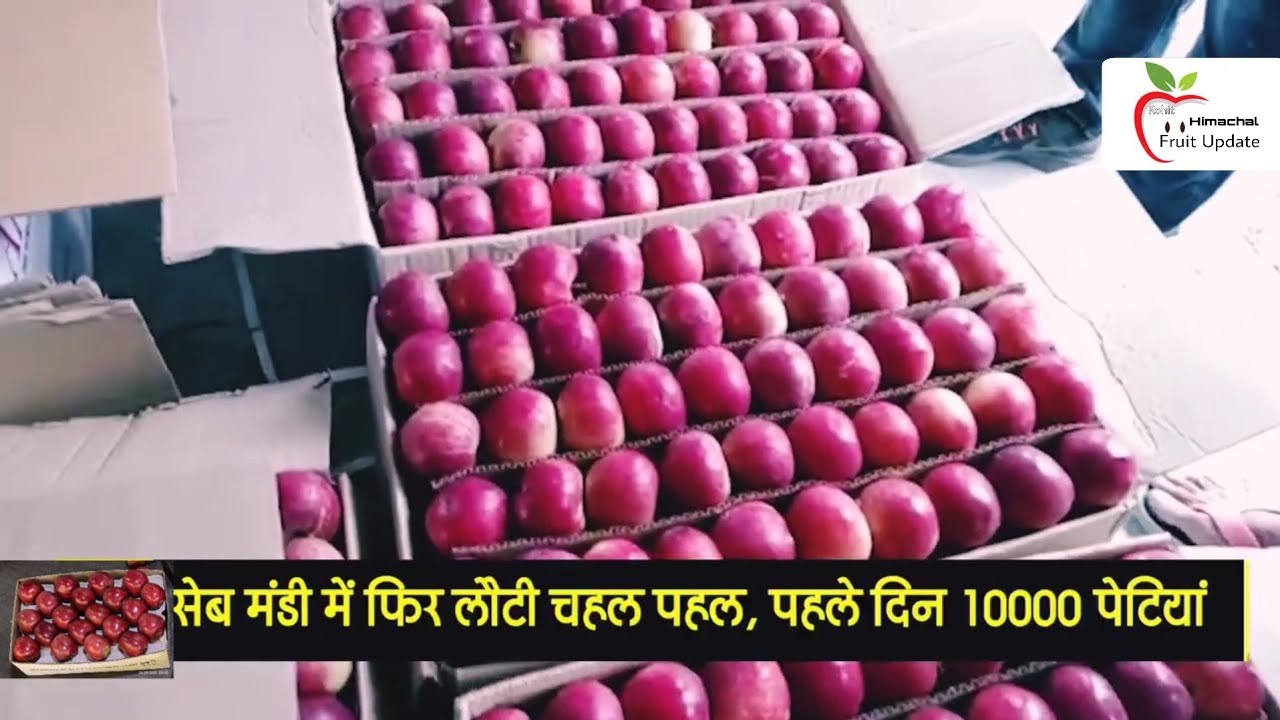 Parwanoo Mandi Opened _ Today_s Market at Parwanoo Mandi  _ Live Update
