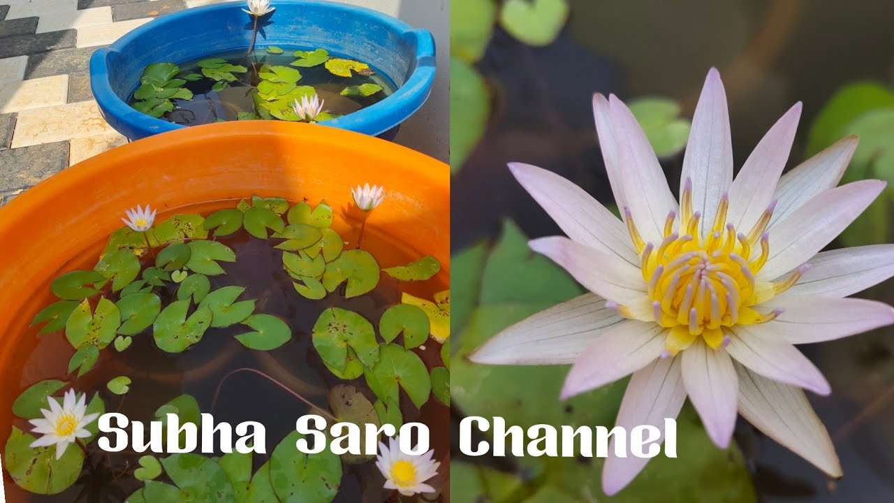 Water lily planting  at home