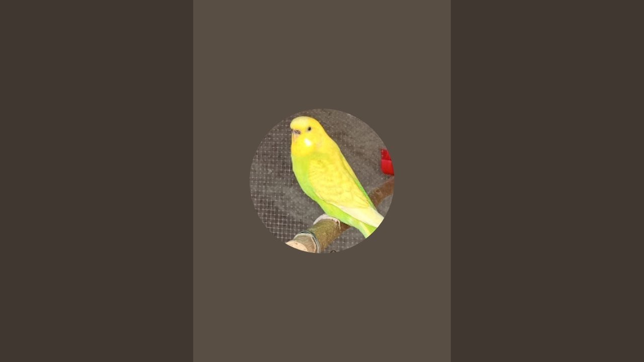Aviario Rey está en vivo