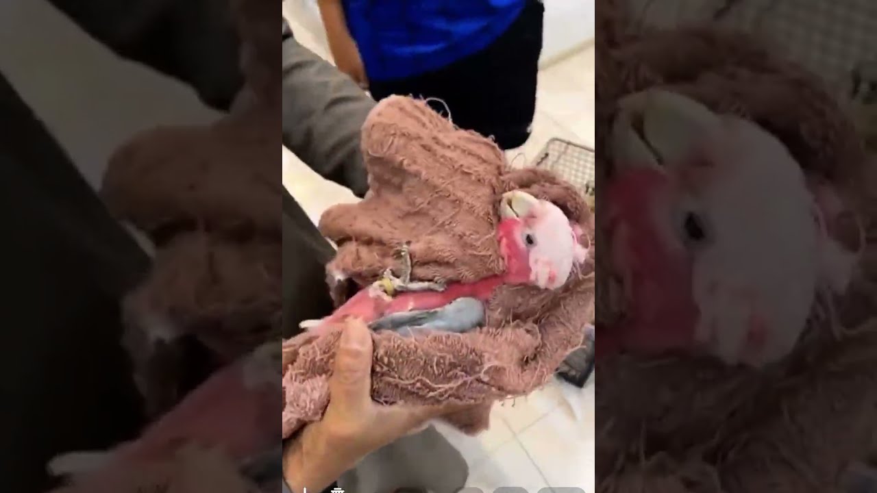 كوكاتو قالا حالته حاله ومغشوش وجايه صمغ فيران 🐁