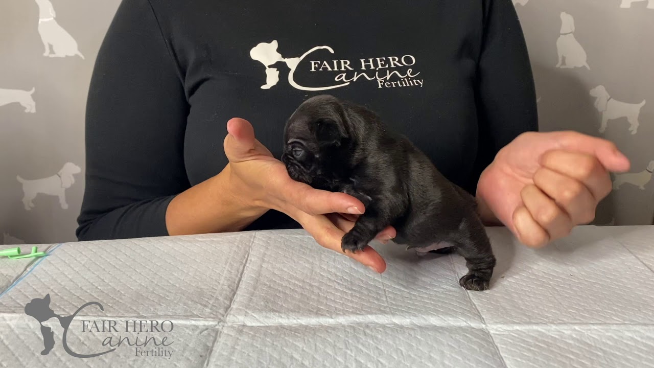 Puppy Tube Feeding Guide