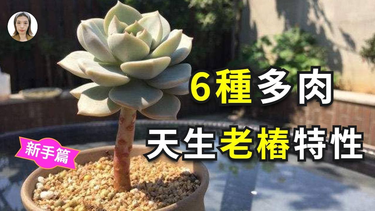 多肉植物养护，6种普通的多肉植物品种，好养又容易养成多肉老桩的succlents|花花世界