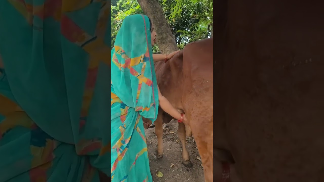 Gaon Ki Zindagi | Subha Subha Doodh Dohanay Ka SceneVillage Life | Fresh Milk from Cow 🐄