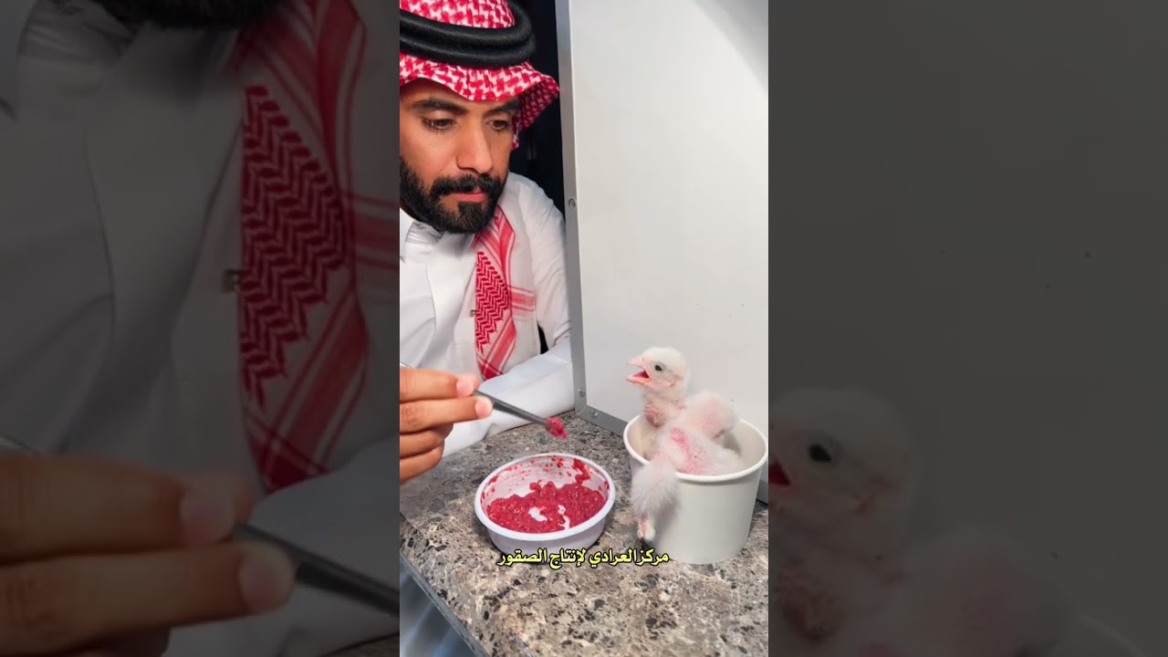 مركز العرادي لانتاج الصقور | بدر العرادي