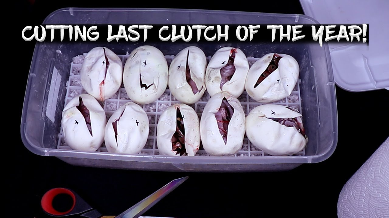 Cutting my Last Ball Python Clutch of the Year!  Bamboos!