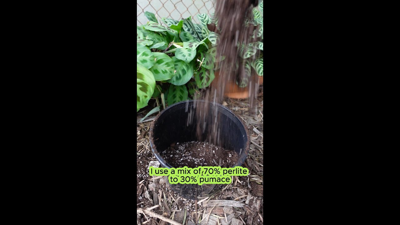 Pumice vs. Perlite: Which is Best for Your Garden? 🌿
