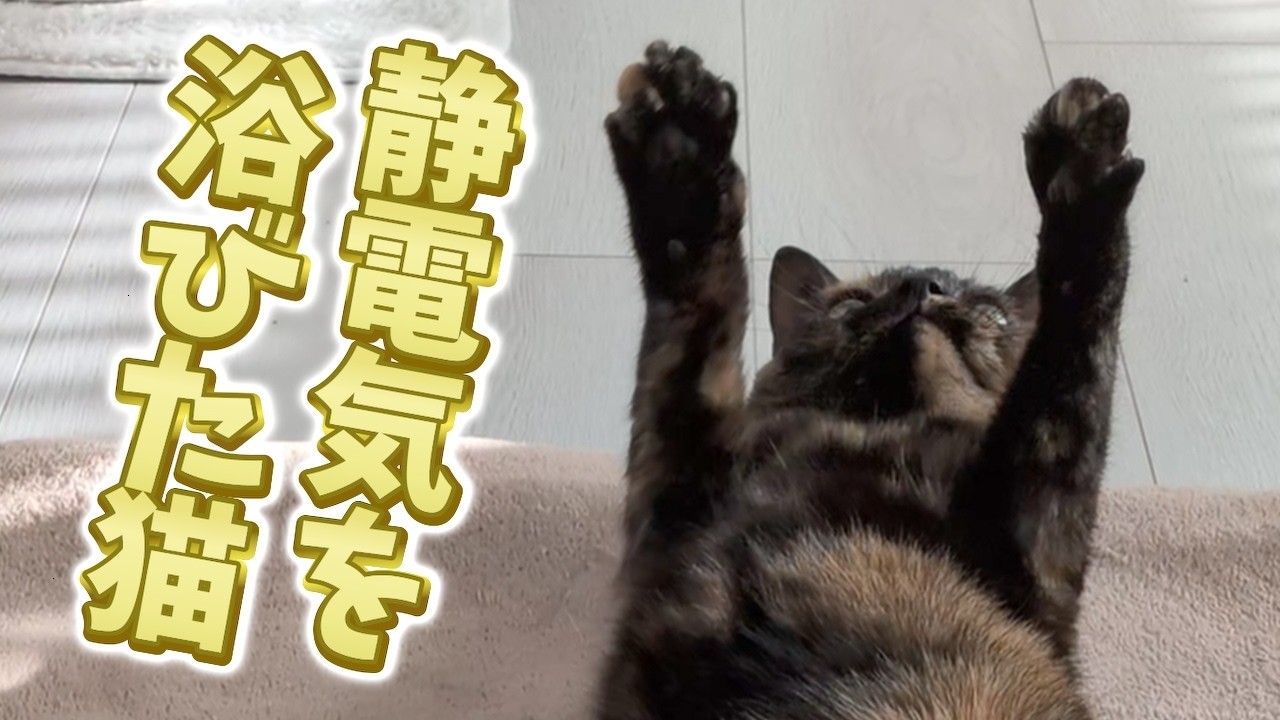 【サビ猫】バチバチ⚡️静電気を楽しむ猫