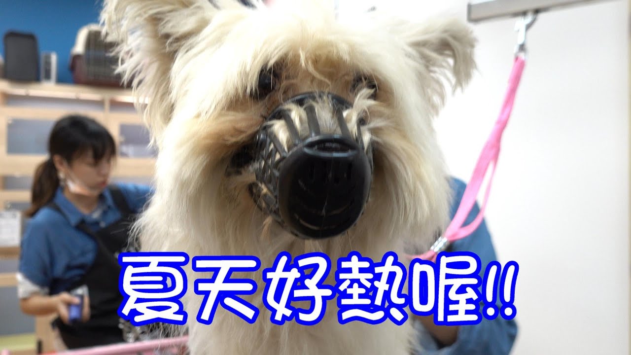 西高地大白美容 夏天就是要剃光光 ｜寵物美容