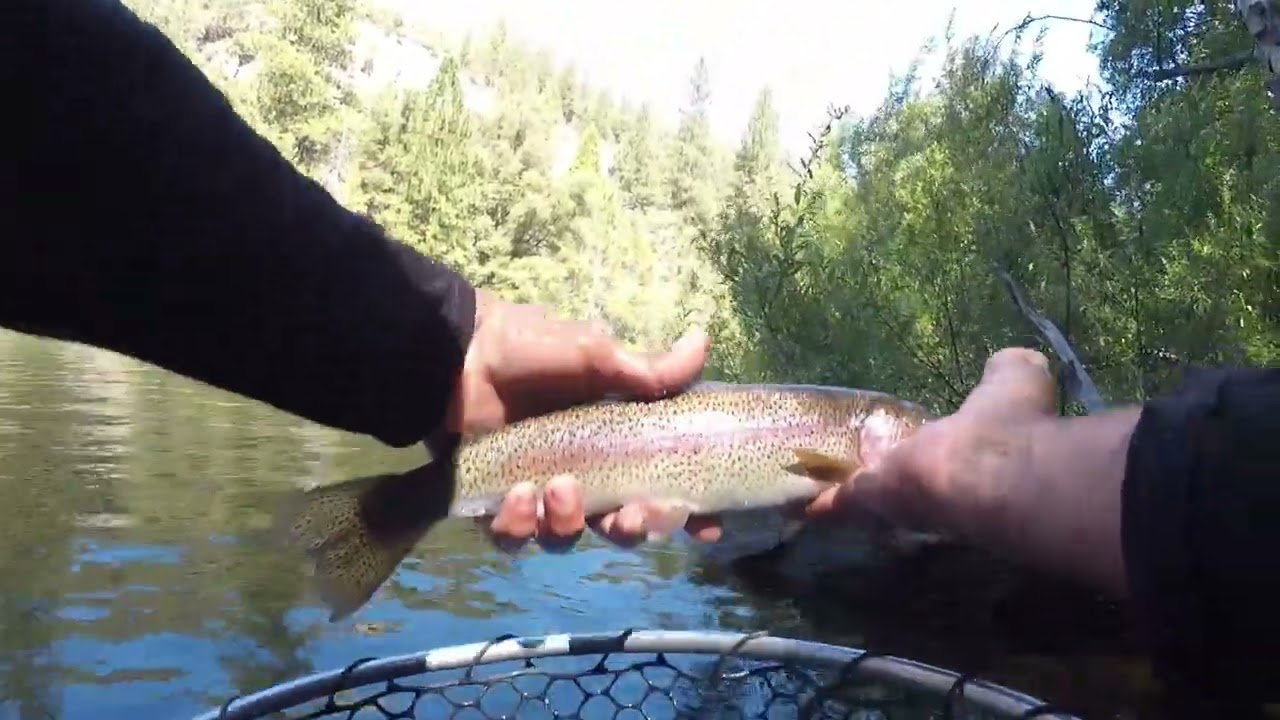 Explosive Stanislaus River Trout Action (Below Lake Beardsley Dam)