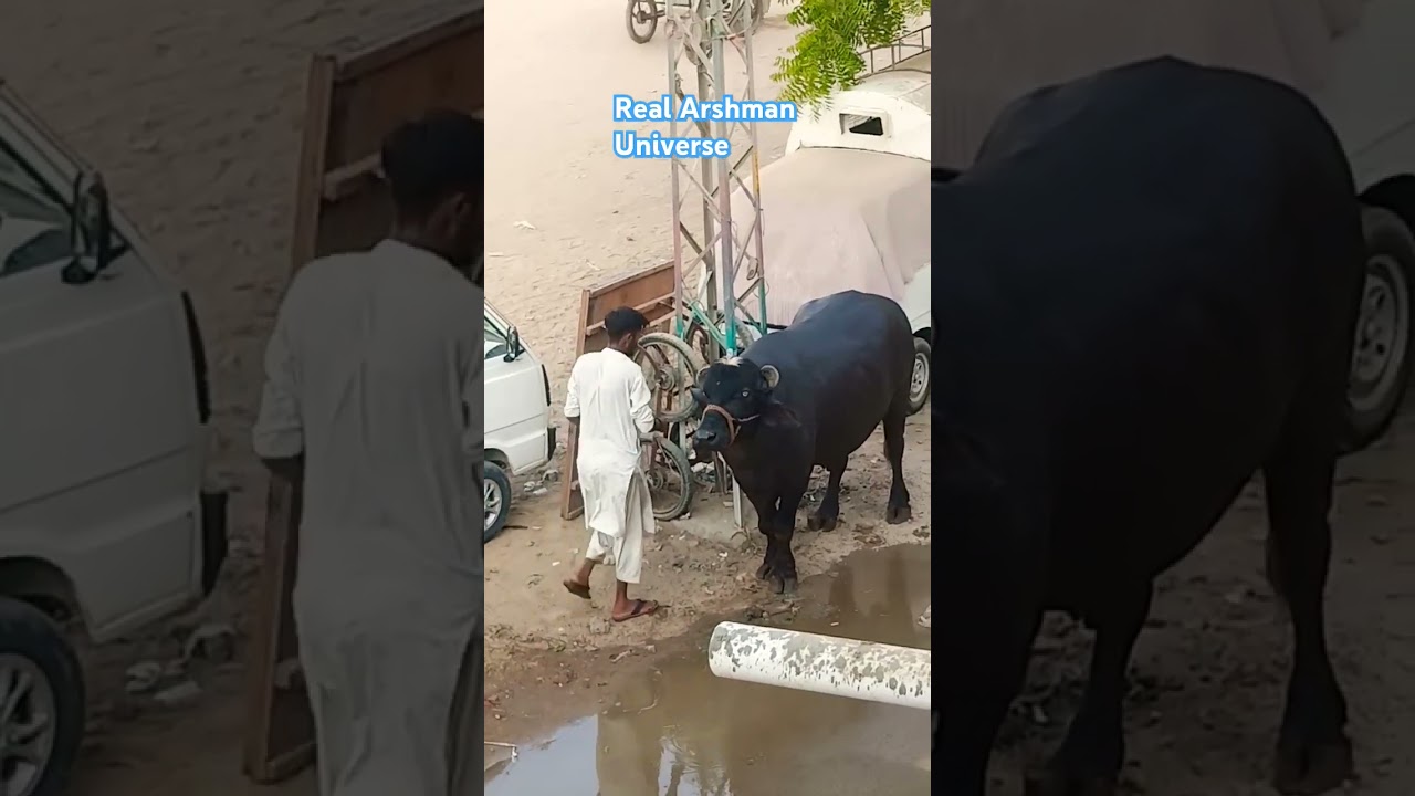 Bado Badi Qurbani Mubarak Bakra Eid Mubarak Buffalo Qurbani Eid UL Adha Mubarak #badobadi #bakraeid