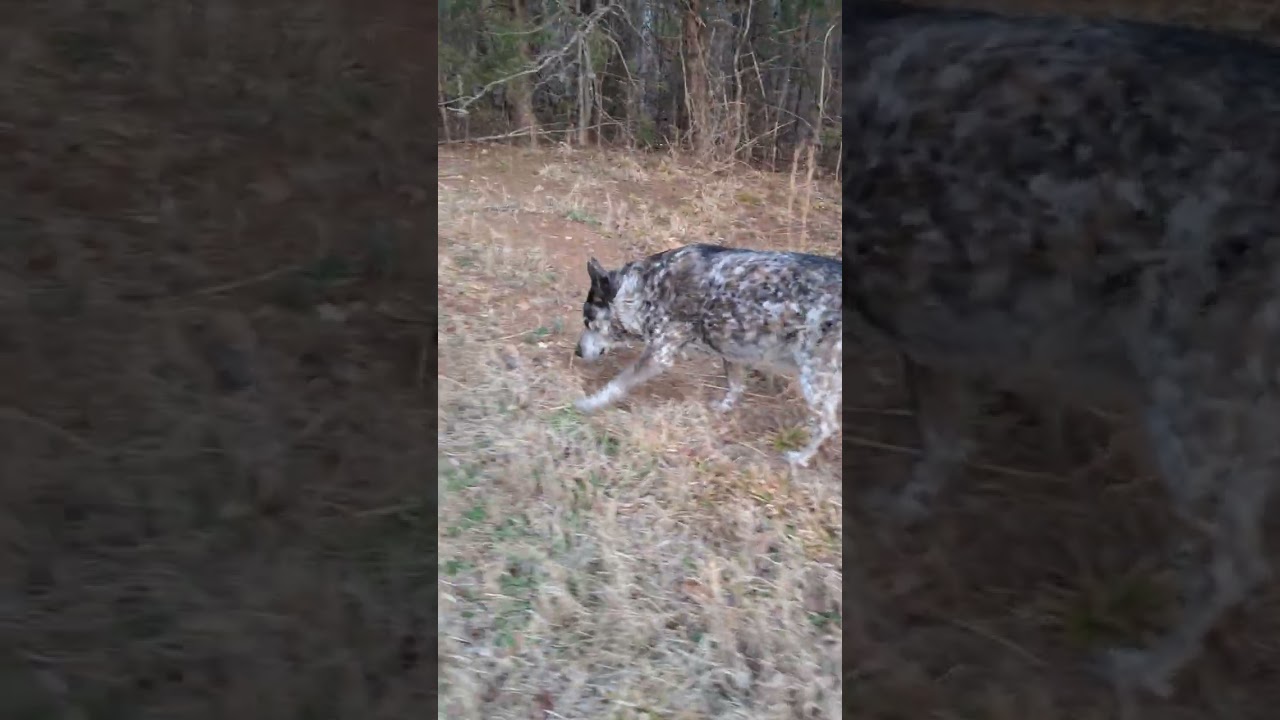ADVENTURES WITH POSSUM... EVENING WALK