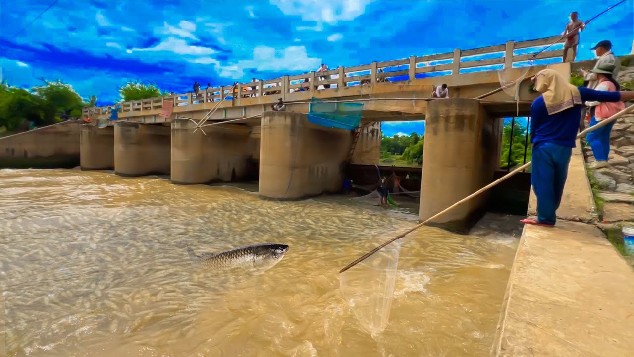 Real Life 100% Cast Net Fishing 70Kg Under a Dam At The Countryside (Episode 84) #castnet #fishing