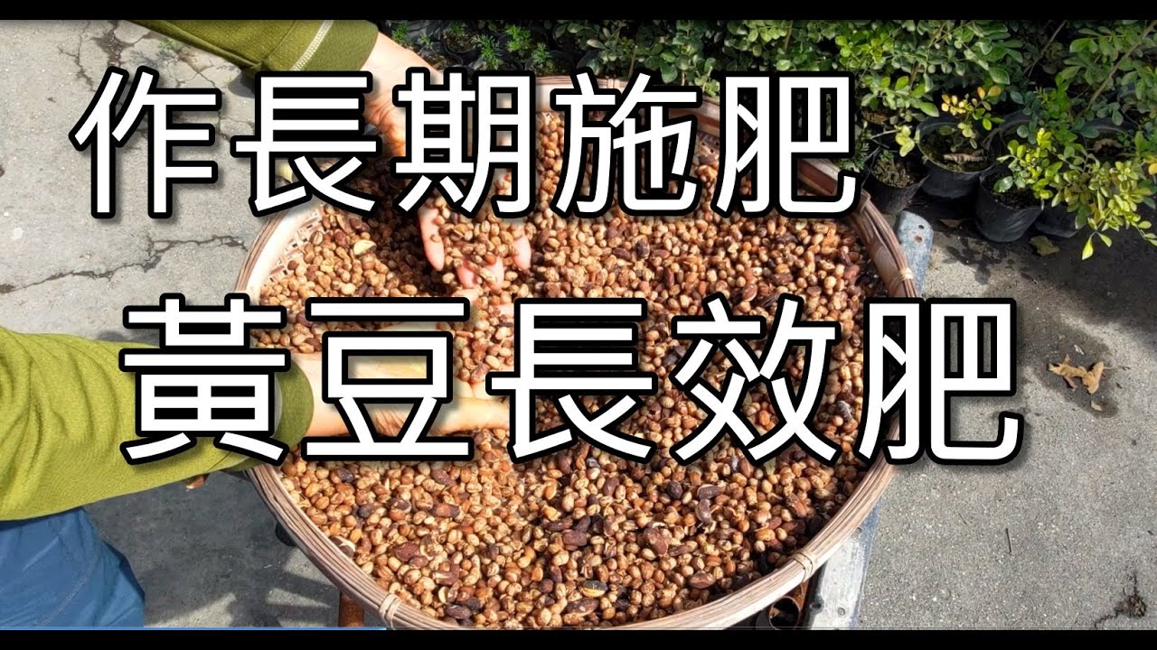 黃豆長效肥製作與使用