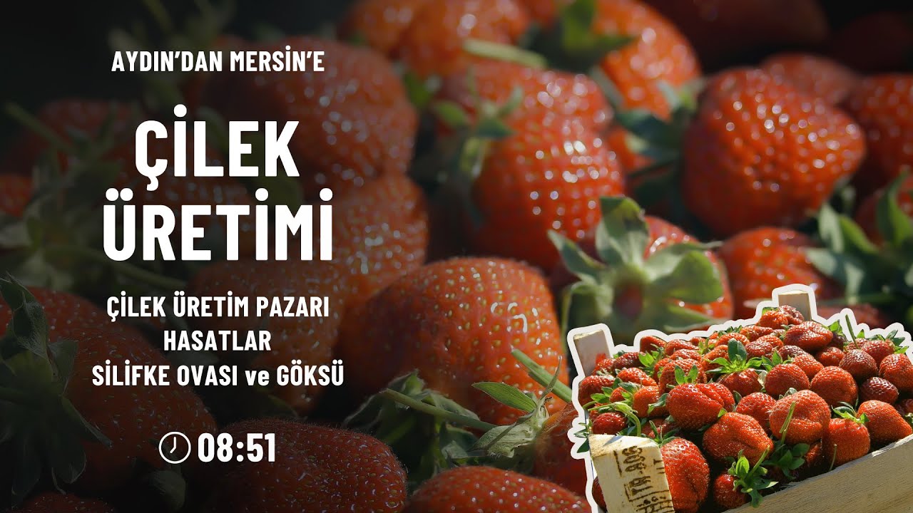 Aydın'dan Mersin'e Çilek Üretimi