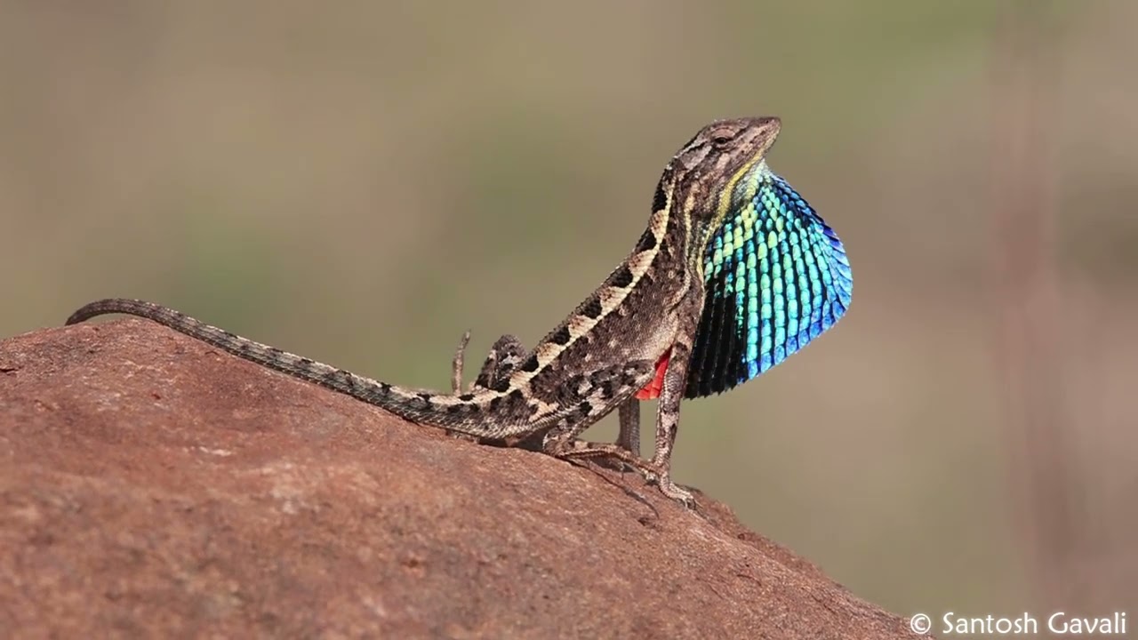 Fan Throated Lizard male displaying it's features to attract female