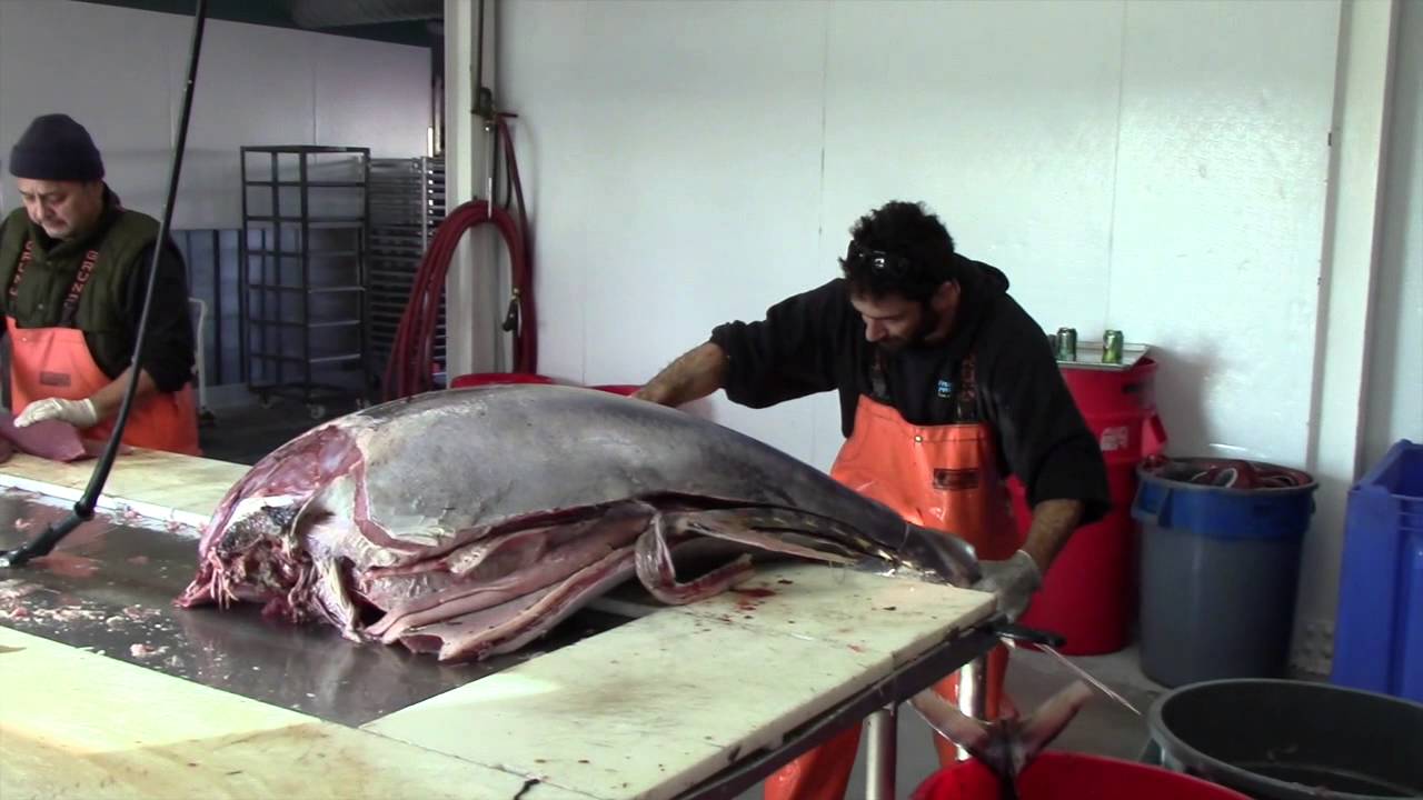 A tour of Fishermans Processing in action 12-21-13