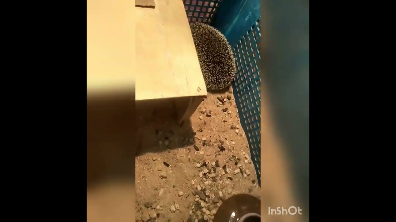 تربيه القنفذ الزراعي و كل ما يخصه من (بيت,اكل,حراره,تزاوج)