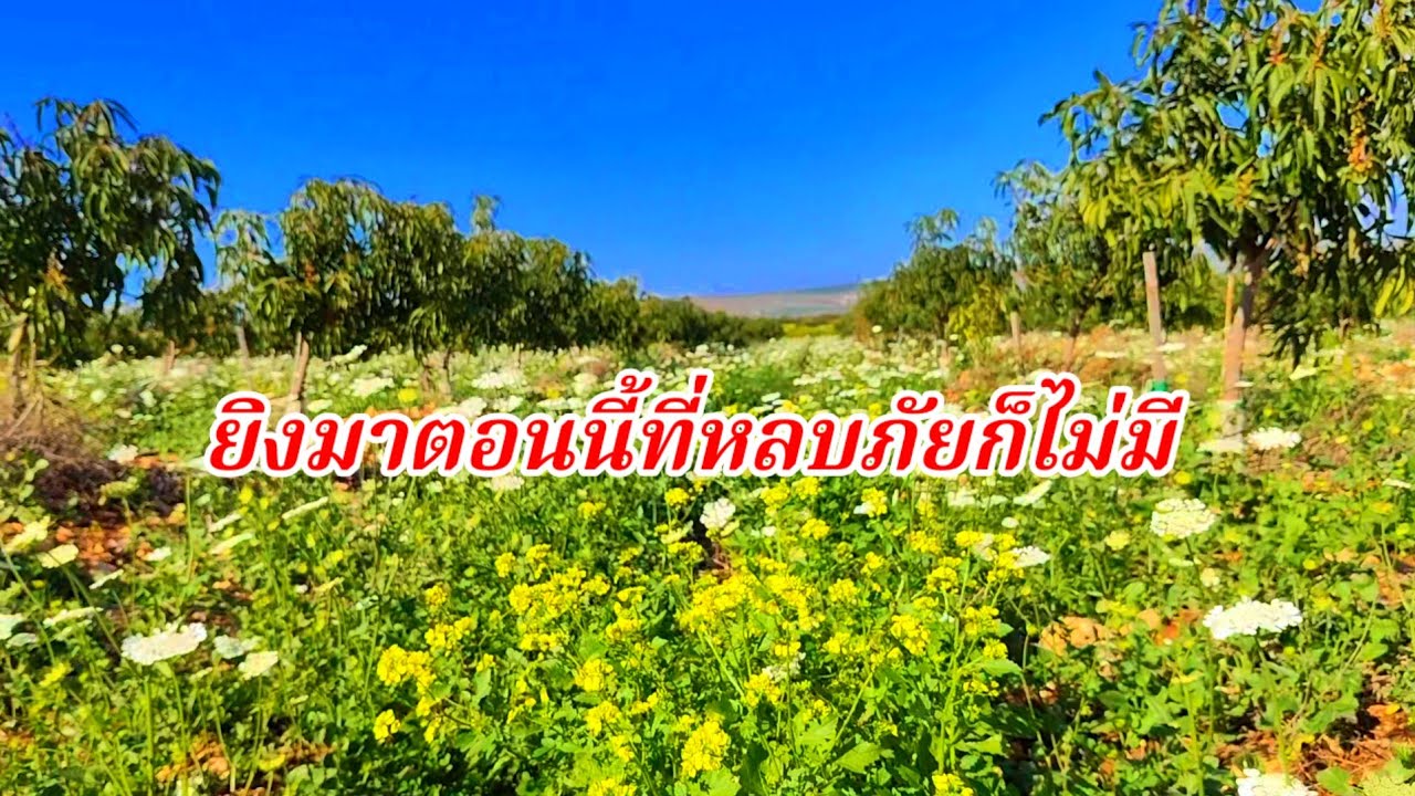 อิหร่านยิงขีปนาวุธเข้ามากลางวันแบบนี้อยู่ในสวนมะม่วง ที่หลบภัยก็ไม่มีไม่รู้จะทำยังไงดีครับ